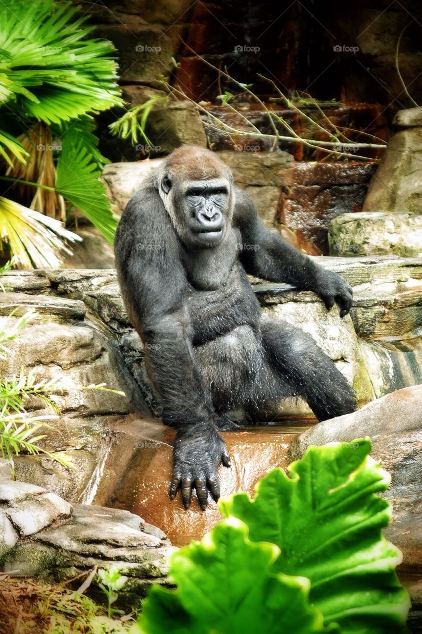 Great ape.