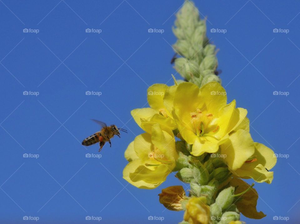 Honey bee searching for nectar