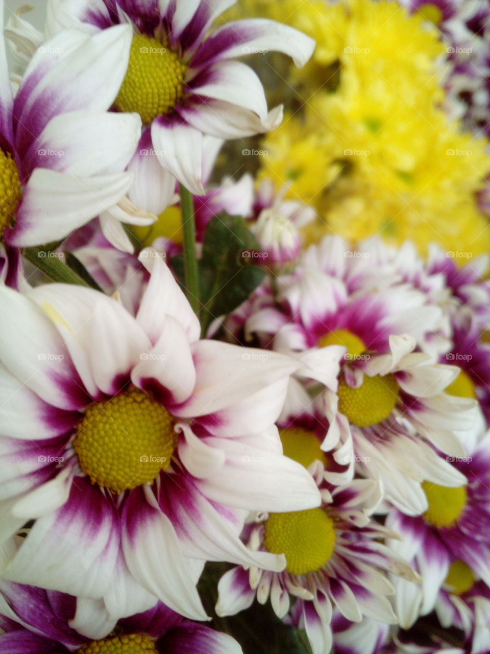 Flowers of different colors