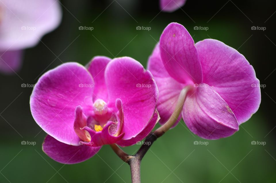 pink orchid