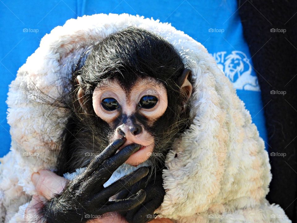 Unusual sus-pets! Cuddly, affectionate, unique and exotic companions - a cute spider monkey sucks on her fingers