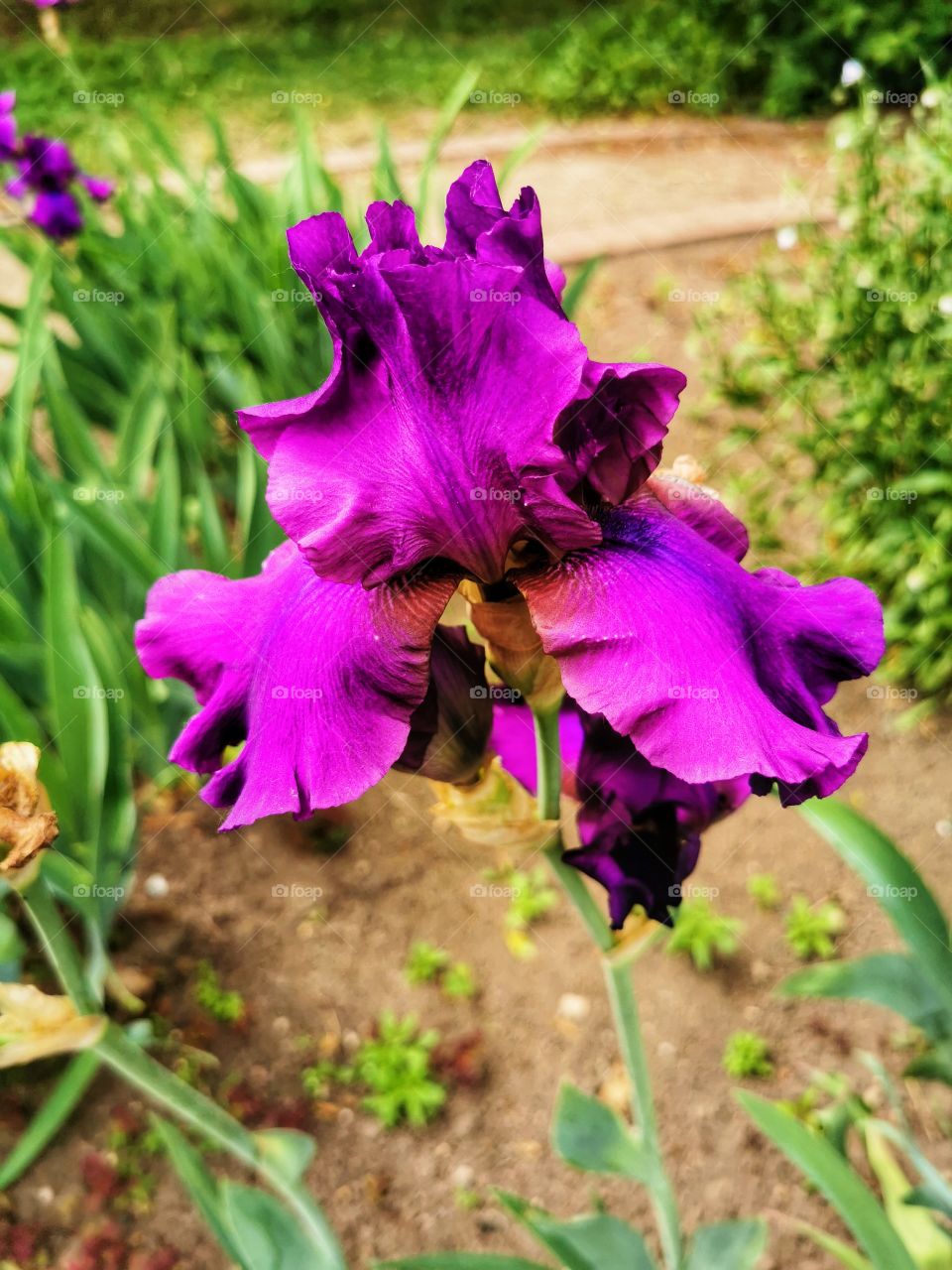 Iris