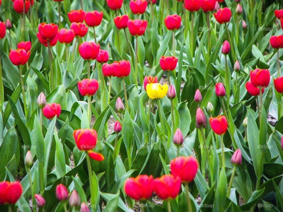 Tulips