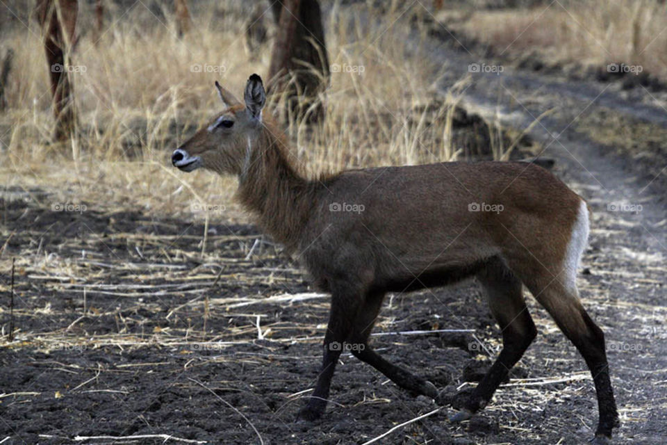 My first experience in filming wildlife in Dandar Nature Reserve in Sudan