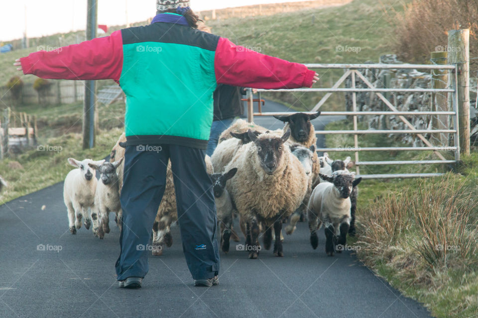 Shepherd standing on road with sheeps
