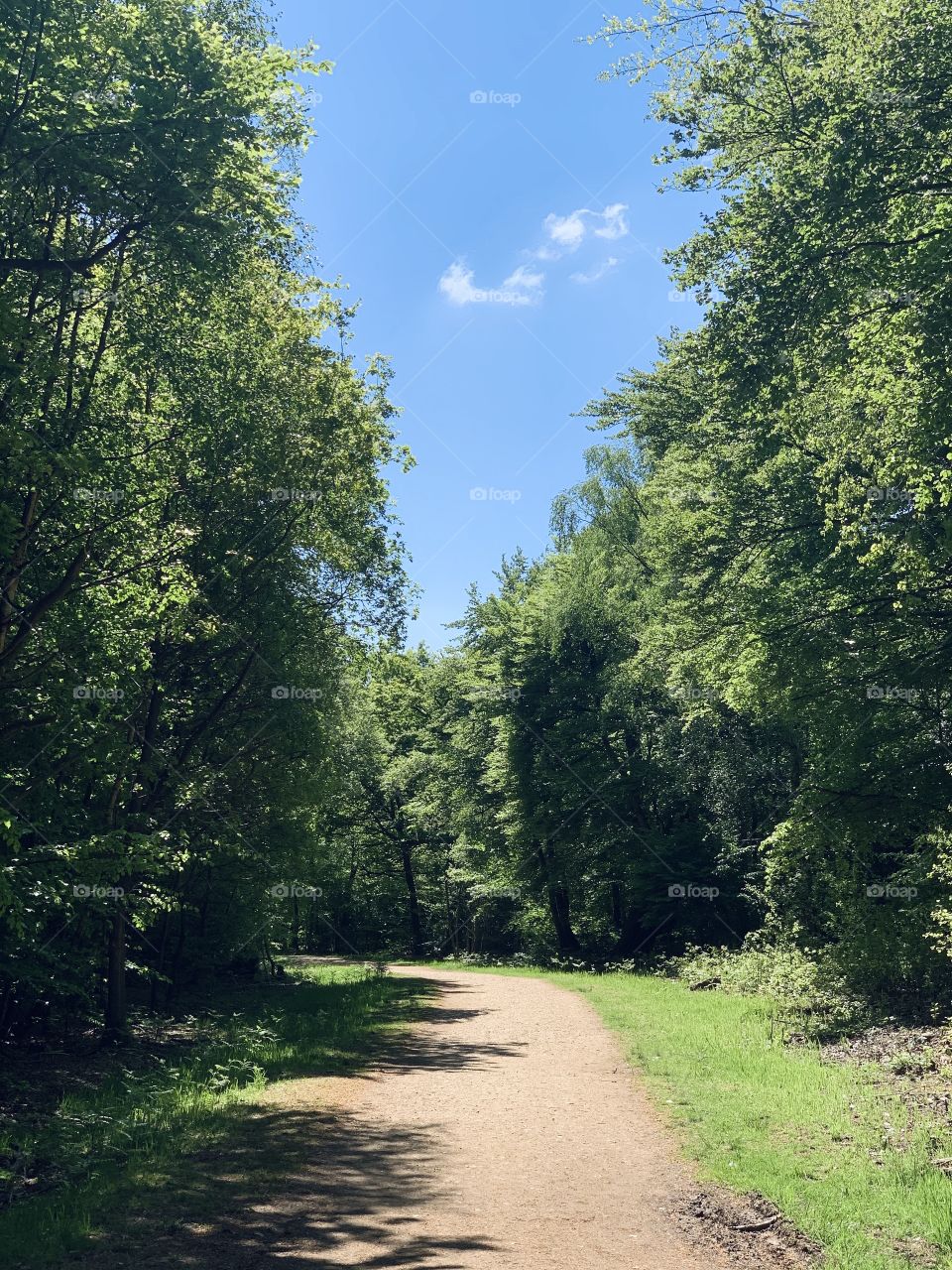 A walk in the forest