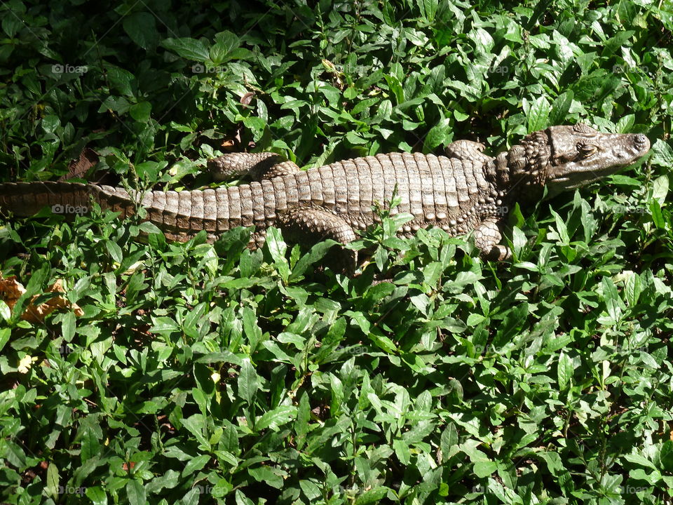 alligator in zoo of Pereira Columbia