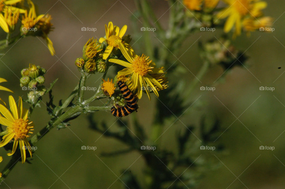 spring yellow summer park by stevephot