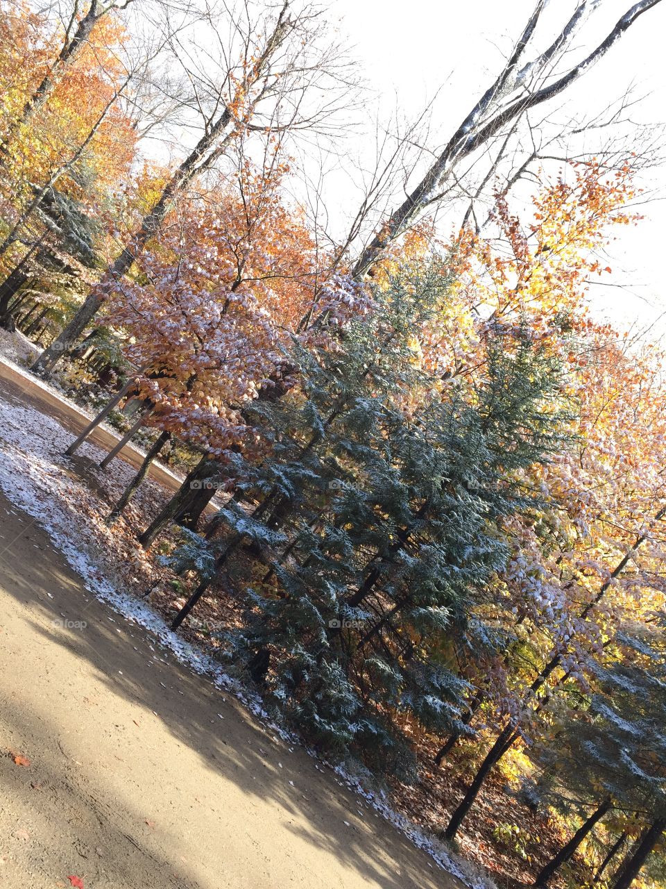 Fall trees forest and path