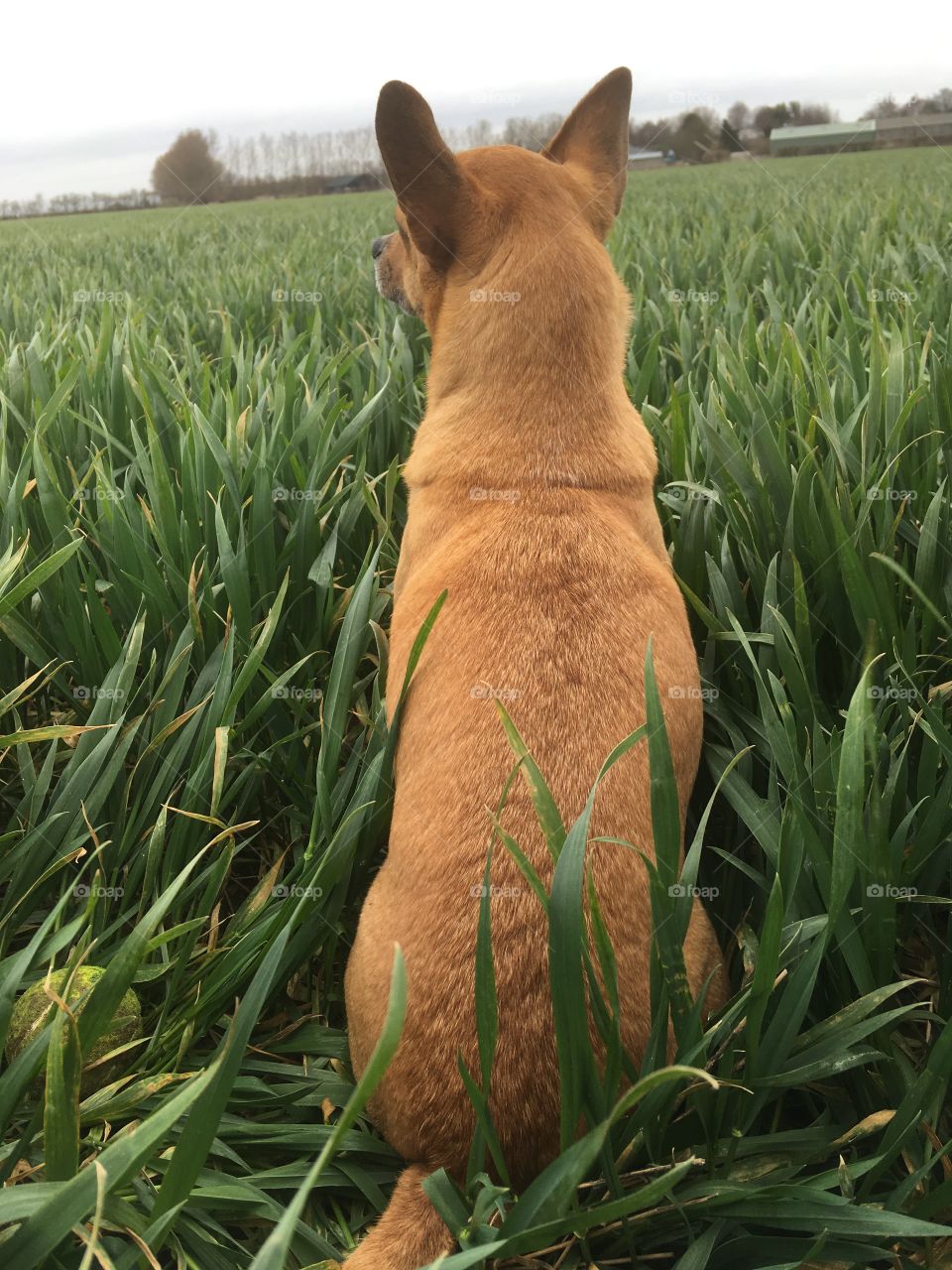 Deer head chihuahua looking thoughtful as he gazes with his back to the camera, across a lush wheat field 