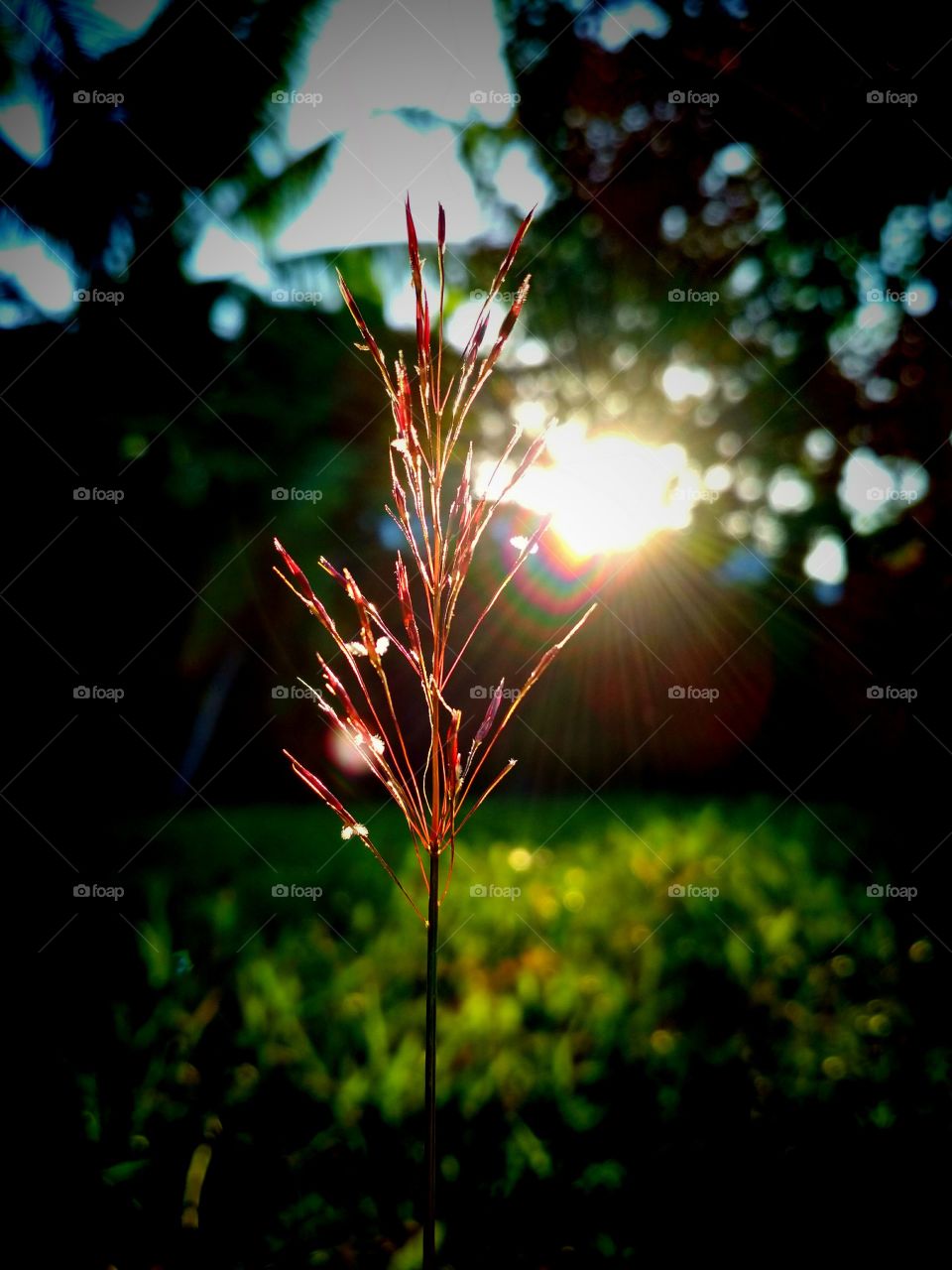 Glowing sun shines on the grass flower