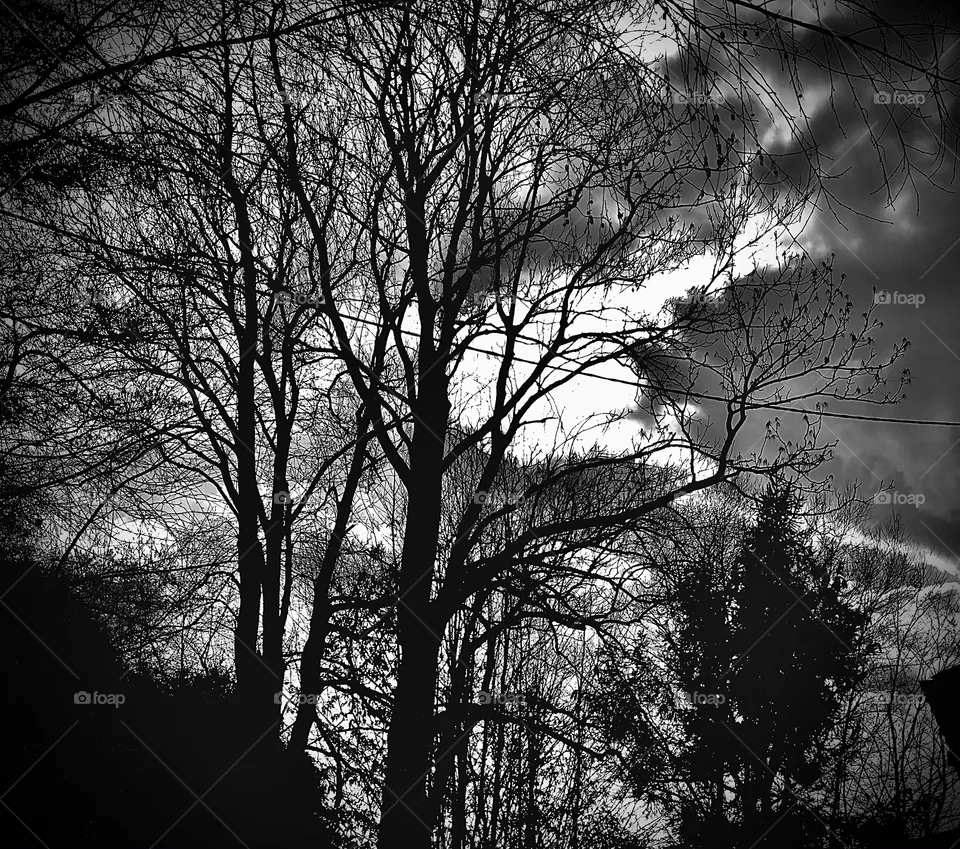 Black trees