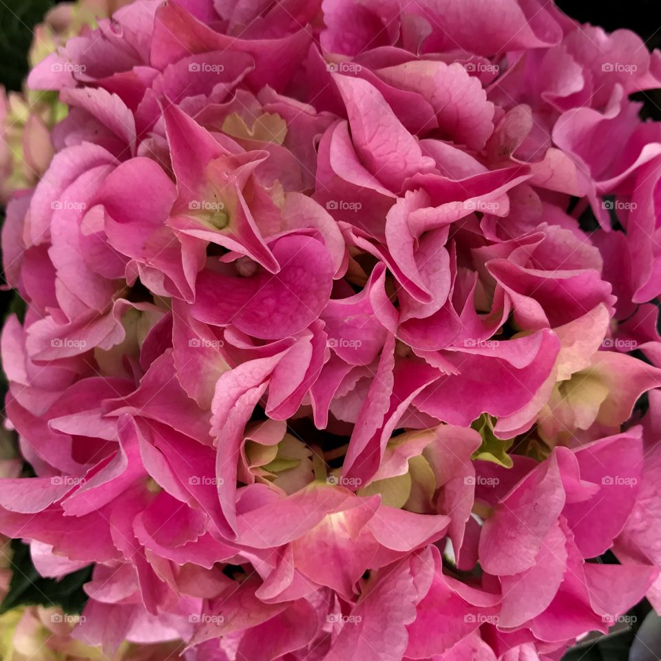 Pink hydrangea 