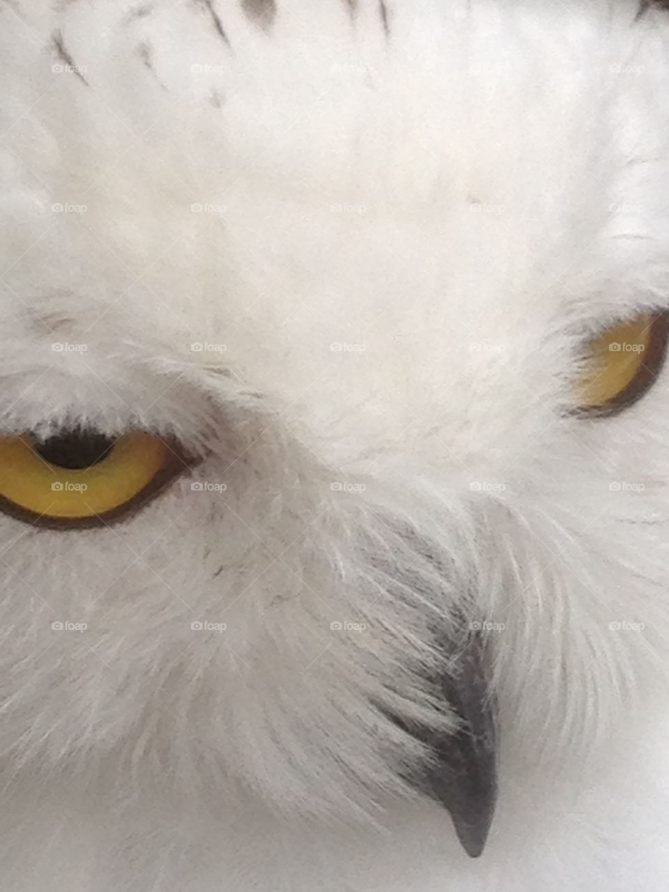 Snowy owls face