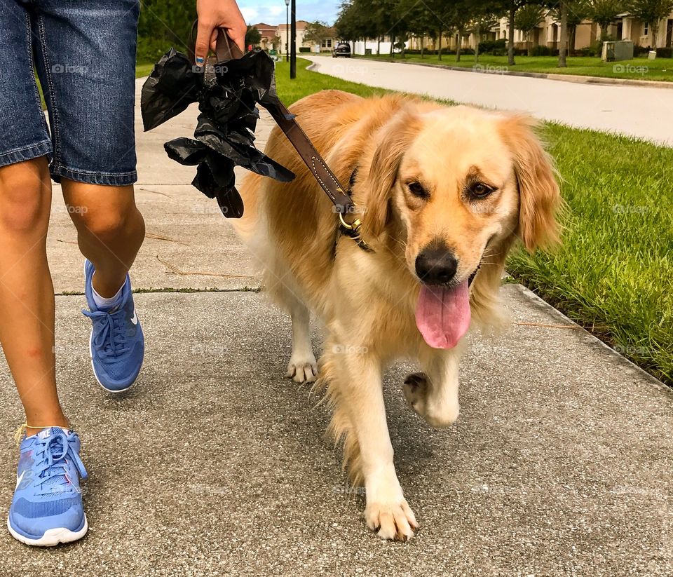 Golden retriever dog walk