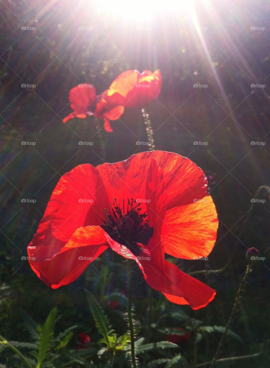 Poppies in the sun
