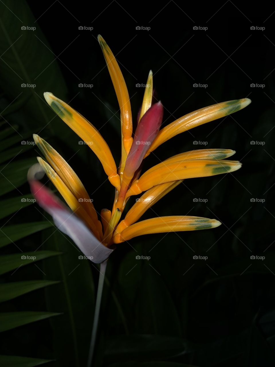 Flower in the night