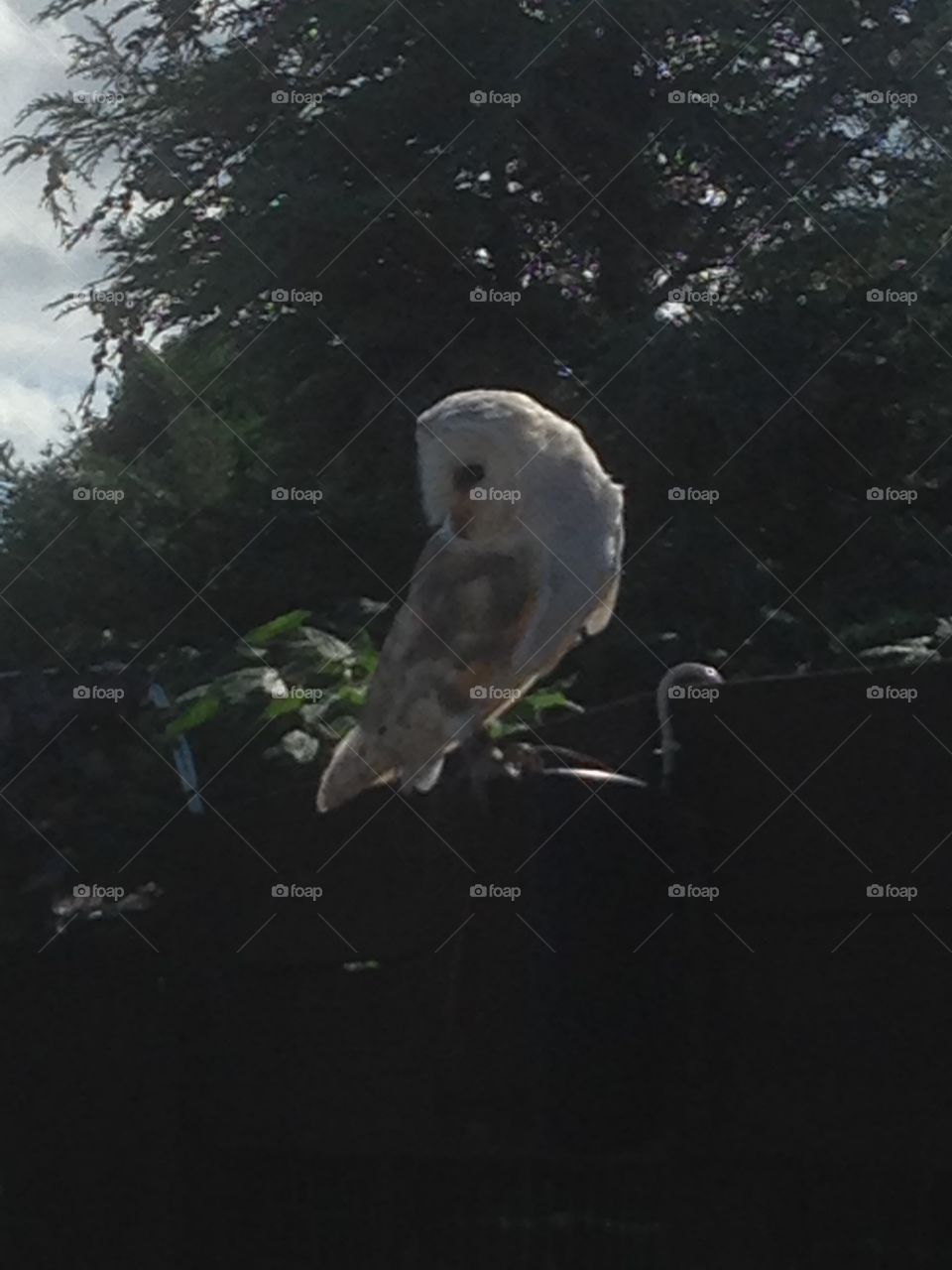 Barn owl