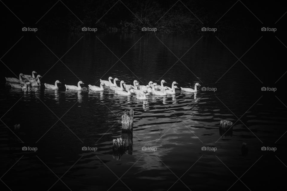 Geese on the lake