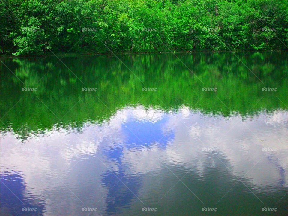 Reflection of trees in lake