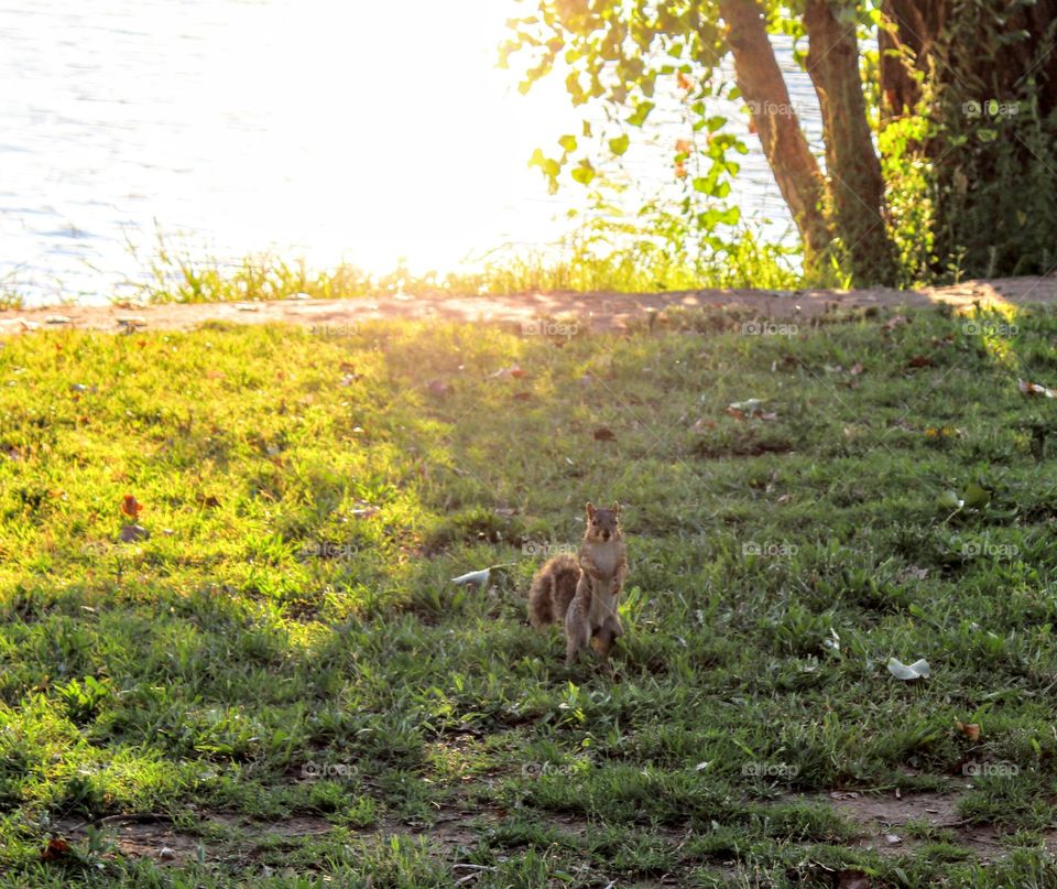 standing squirrel