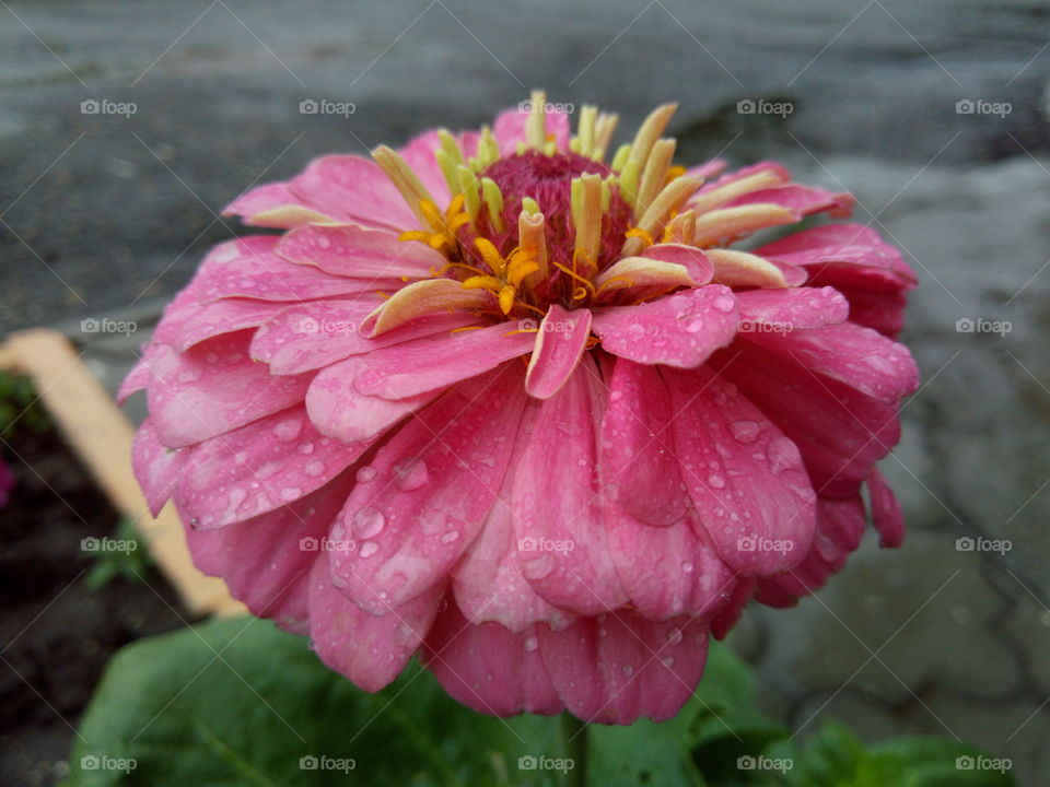Beautiful flower after rain