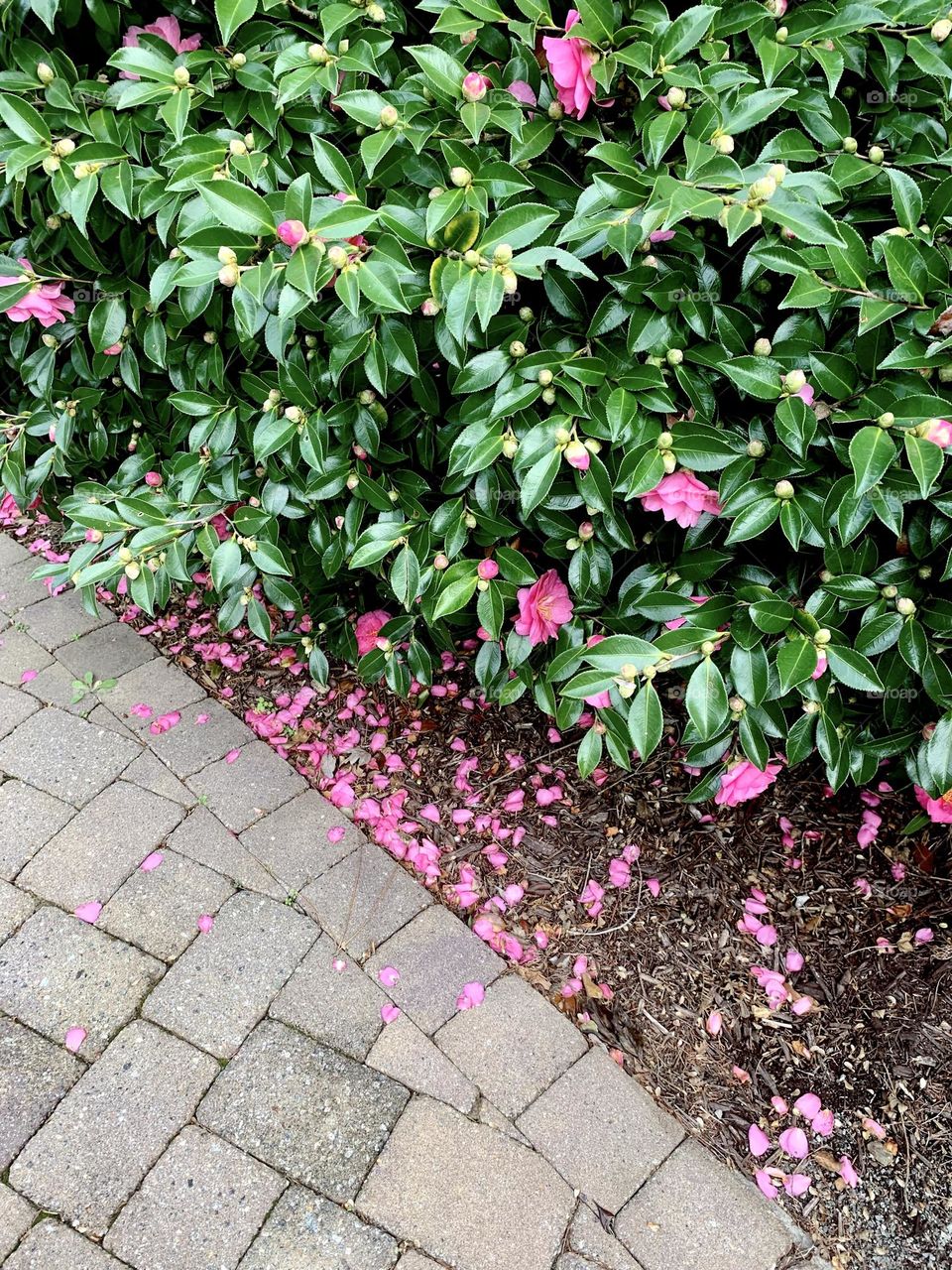 Petal path