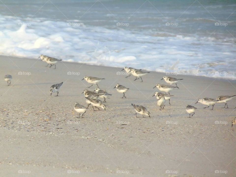 Sandpipers searching for food on the shore. 