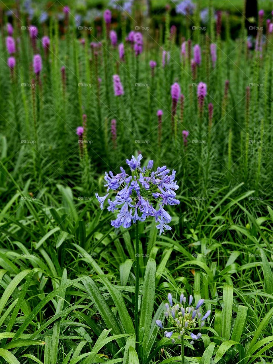 Urban plants flowers and leaves