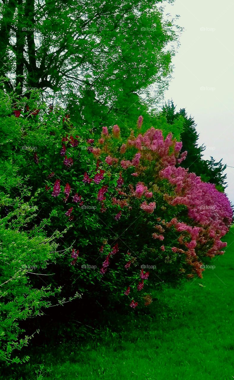 spring lavender bush