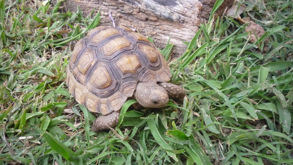 Tortoise in the Garden