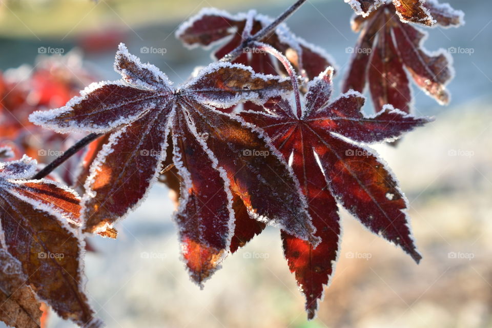 Frosty Japanese maple leaf