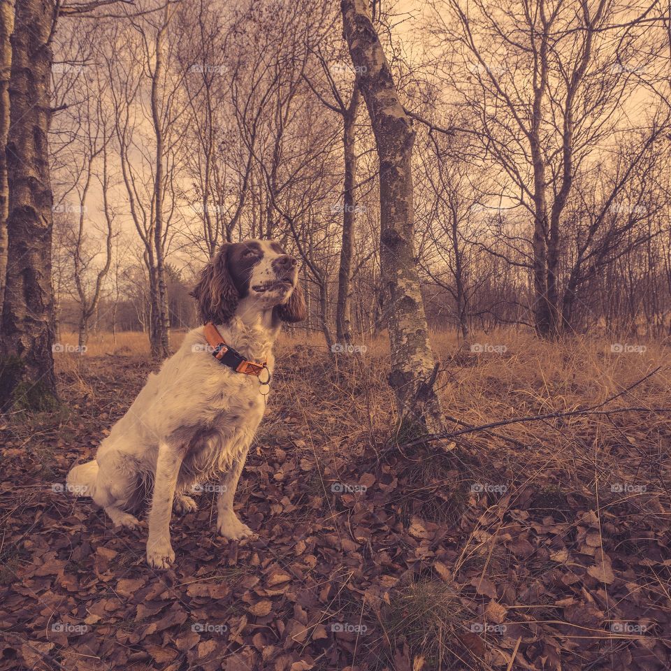 Cute springer spaniel in a forest in the fall