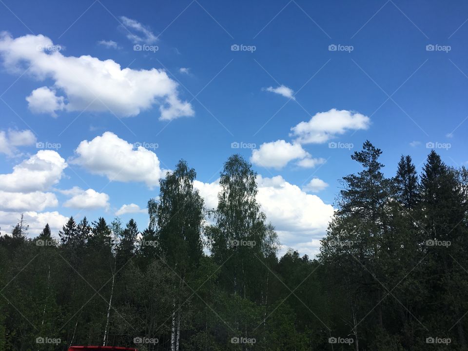 Fluffy clouds above a nice green forest in the spring
