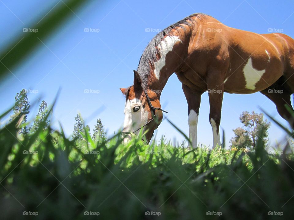 From the Ground Up: grazing horse.