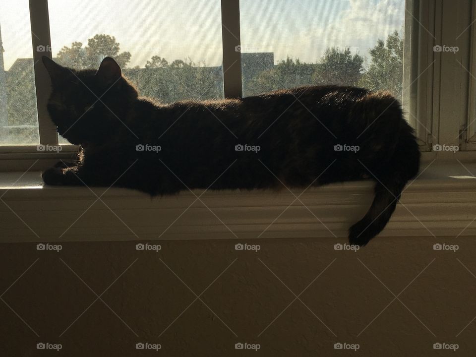 Seeing the world through a cats eyes 