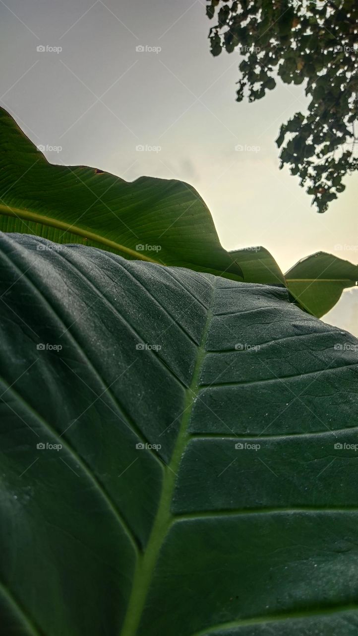 daun dan sinar mentari