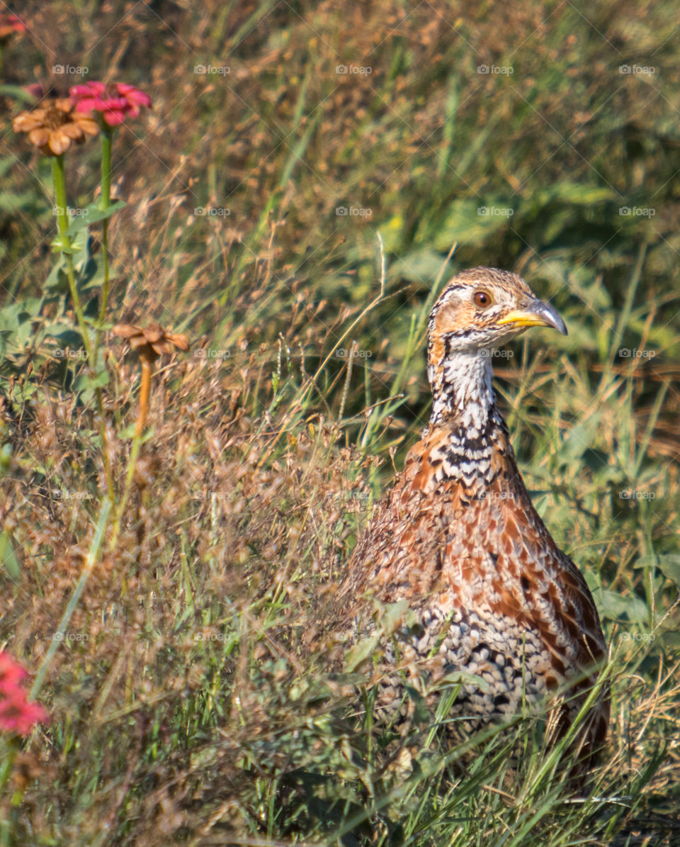 Shelley's francolin in a meadow with wild zinnias
