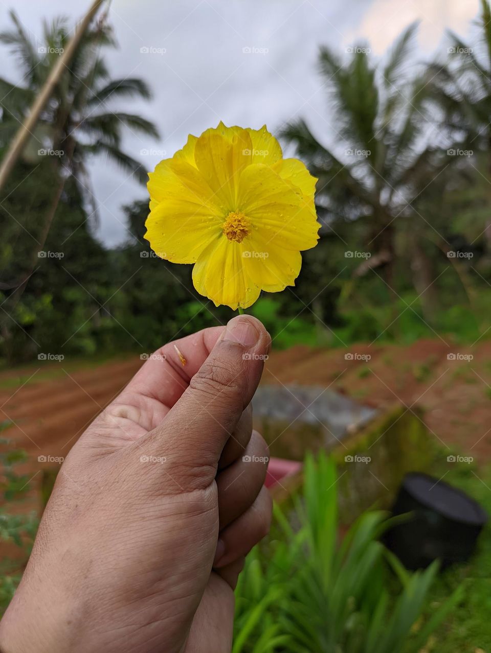 the hand holding the yellow sulfur kenikir flower