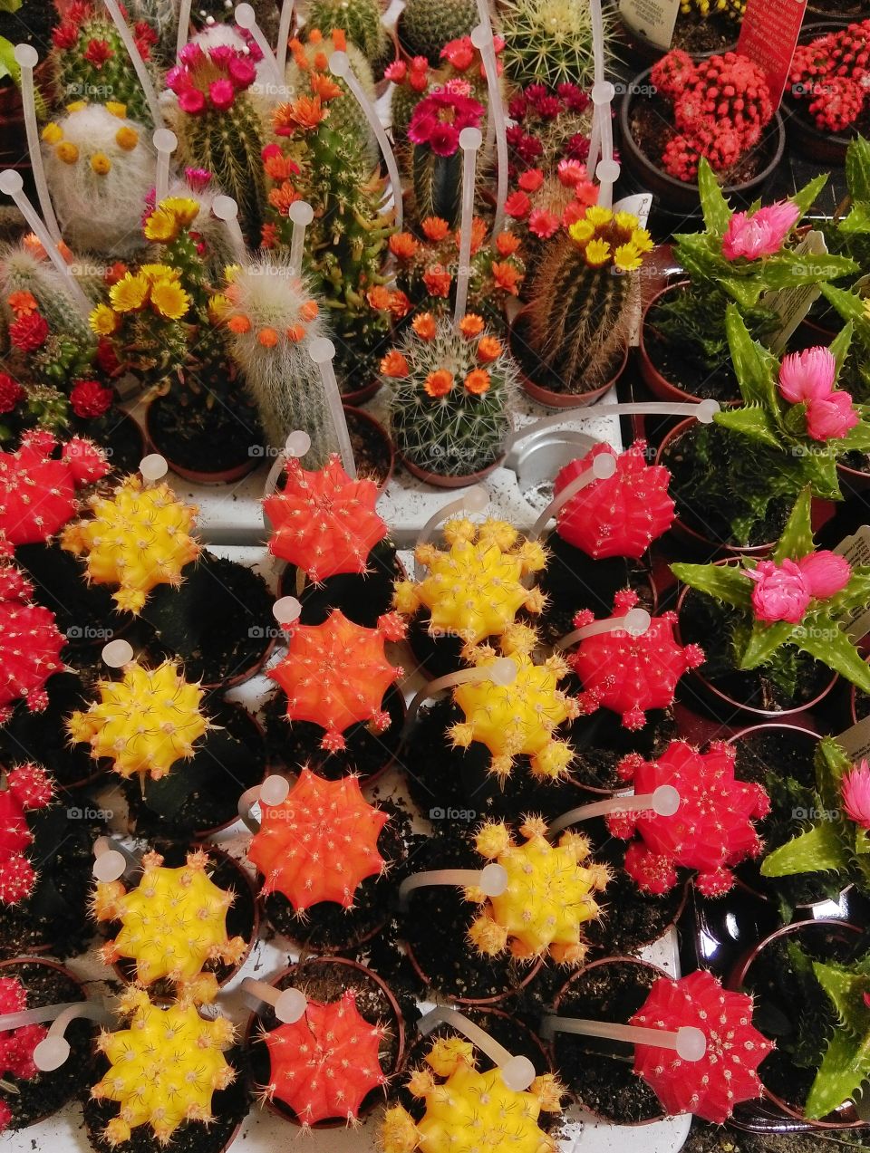Colorful collection of small cactus plants, in white trays.