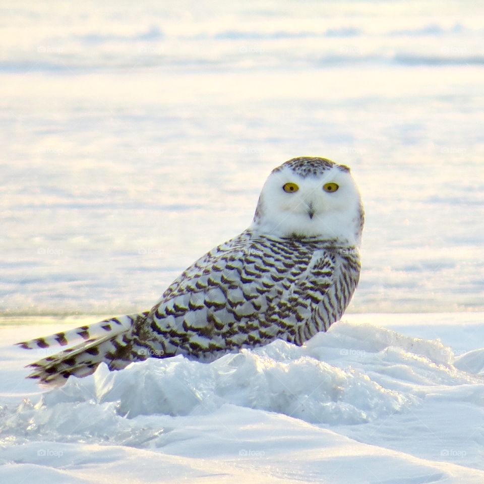A Snowy Owl taking a break on The south shore of Oneida Lake in Upstate NY.