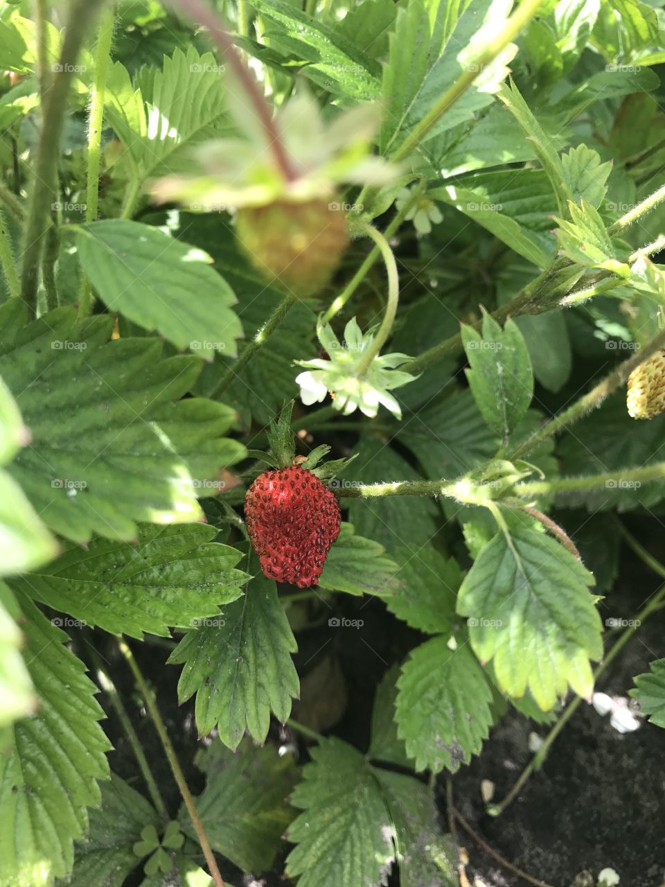 Strawberries in the garden