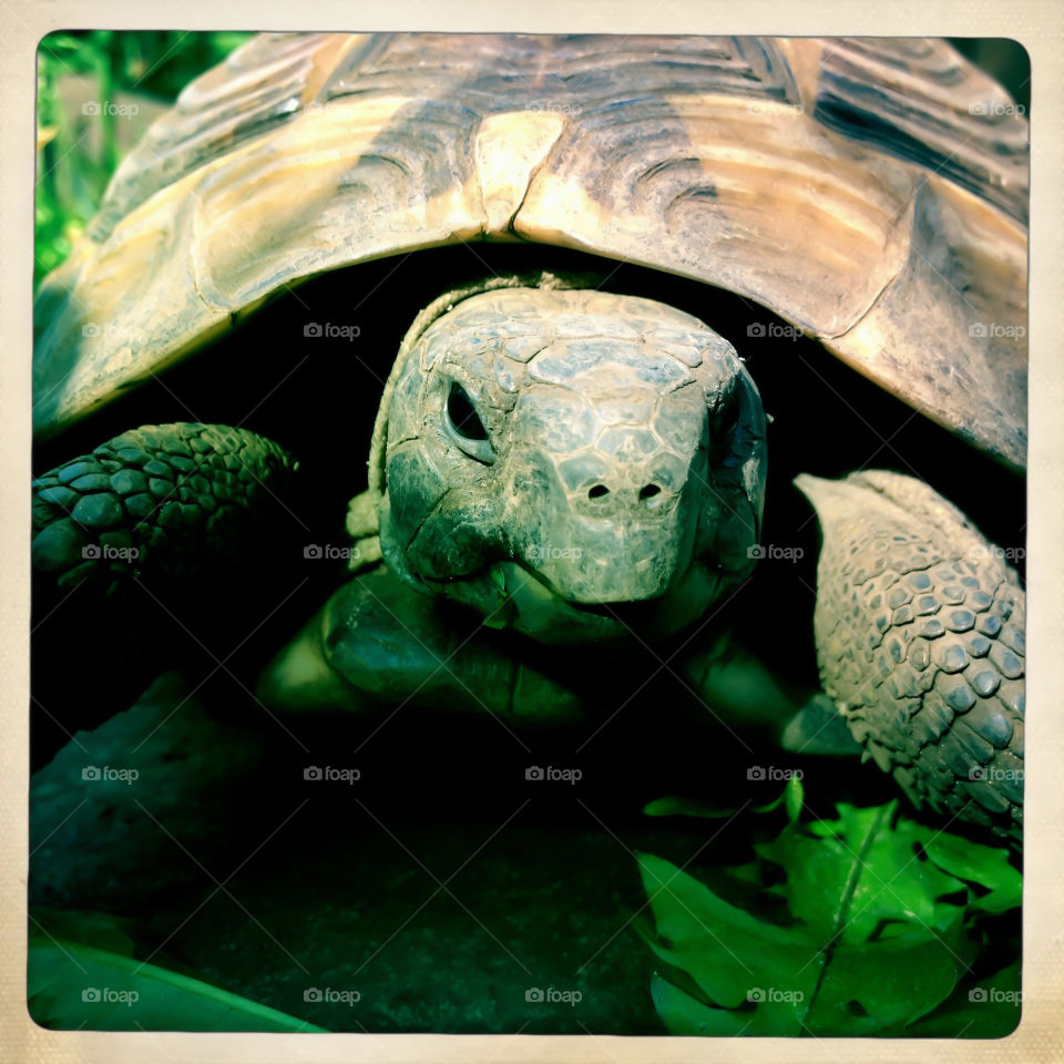 Turtle, Tortoise, Reptile, Slow, Nature