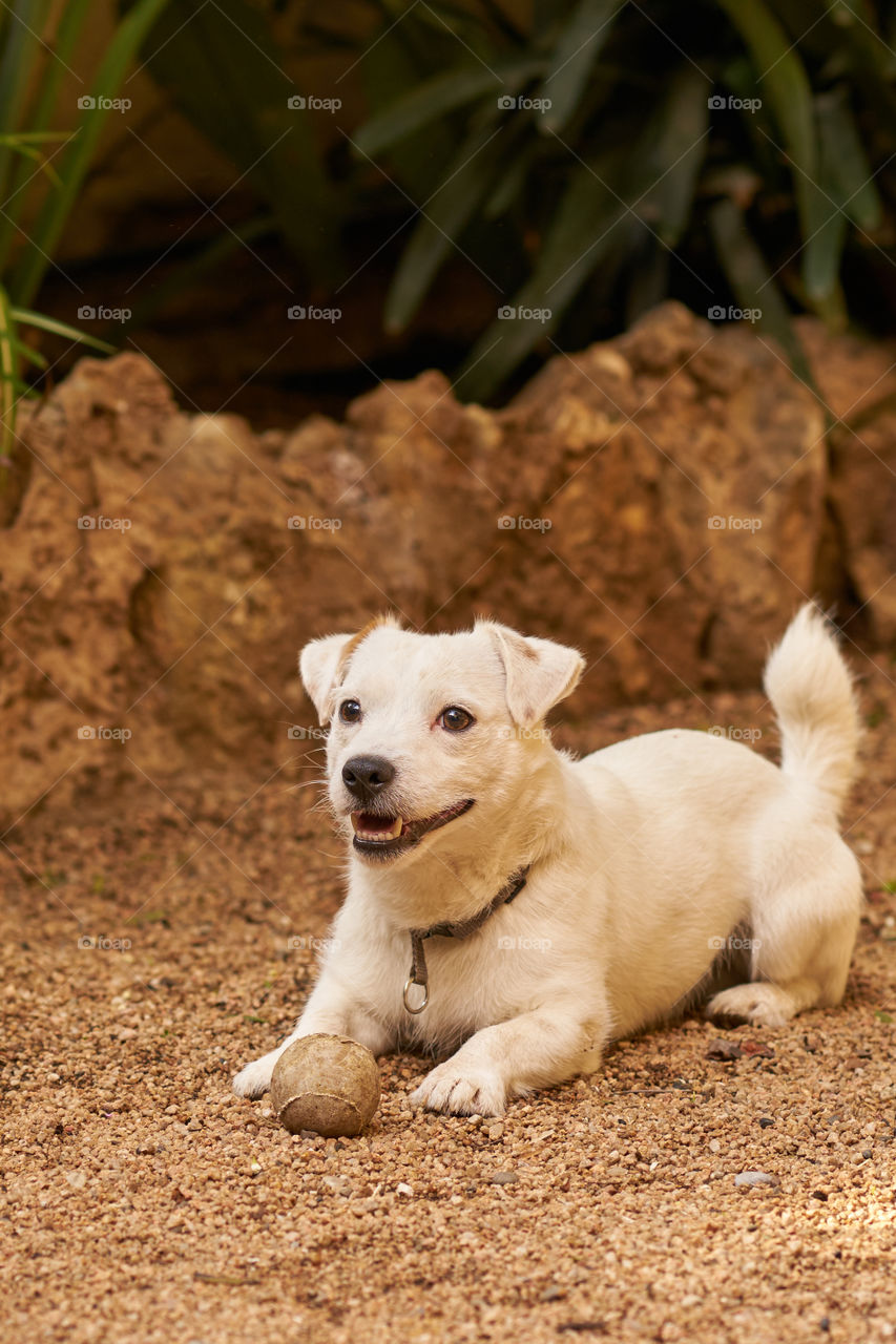 Portrait of dog with ball