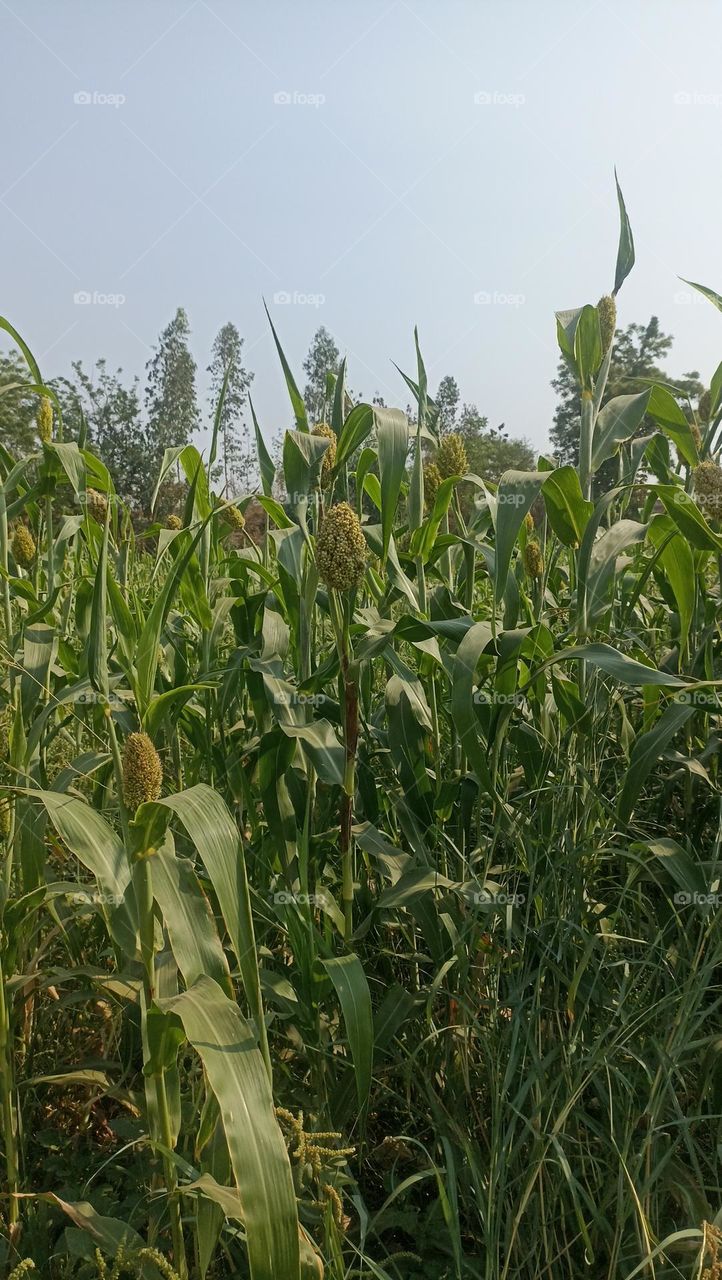 bagera fields are good for health. eaten in the winter season.it keeps our body warm. healthy sleep after eating it.