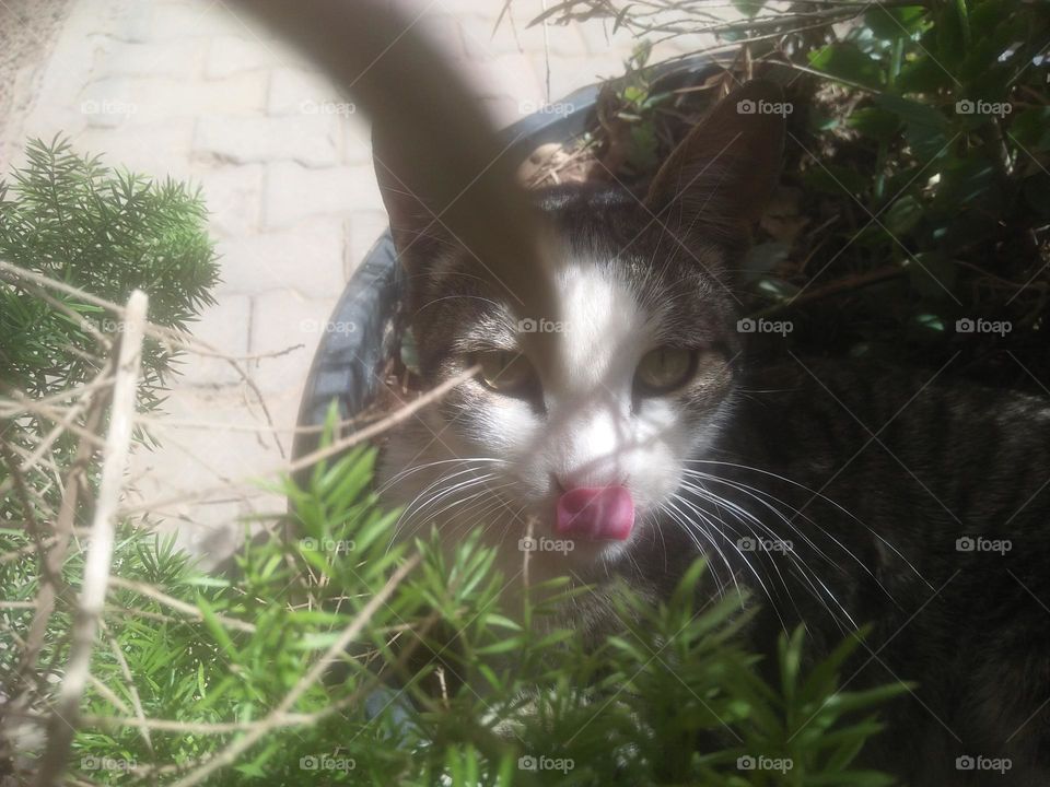 Beautiful cat looking at camera.