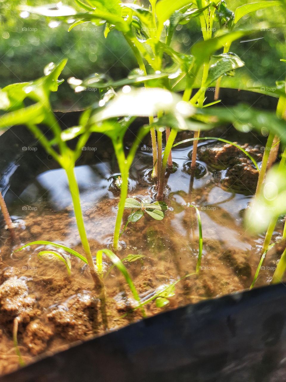 A photo taken while watering a pot of small chili plants