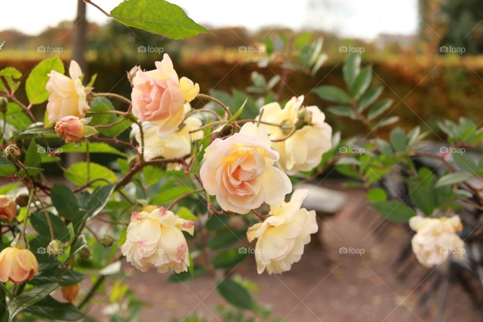 Growing roses in autumn