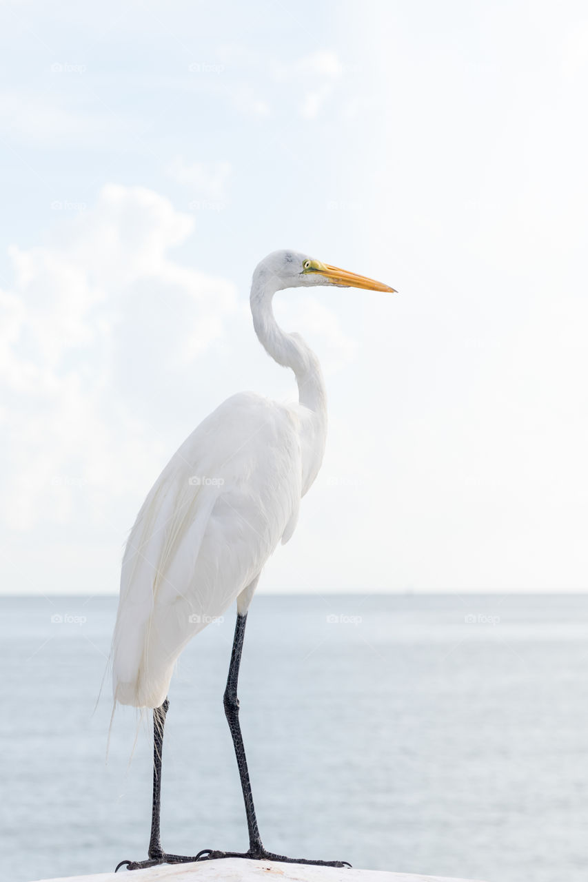 Portrait of a white Great Egret bird by the ocean, beautiful wildlife 