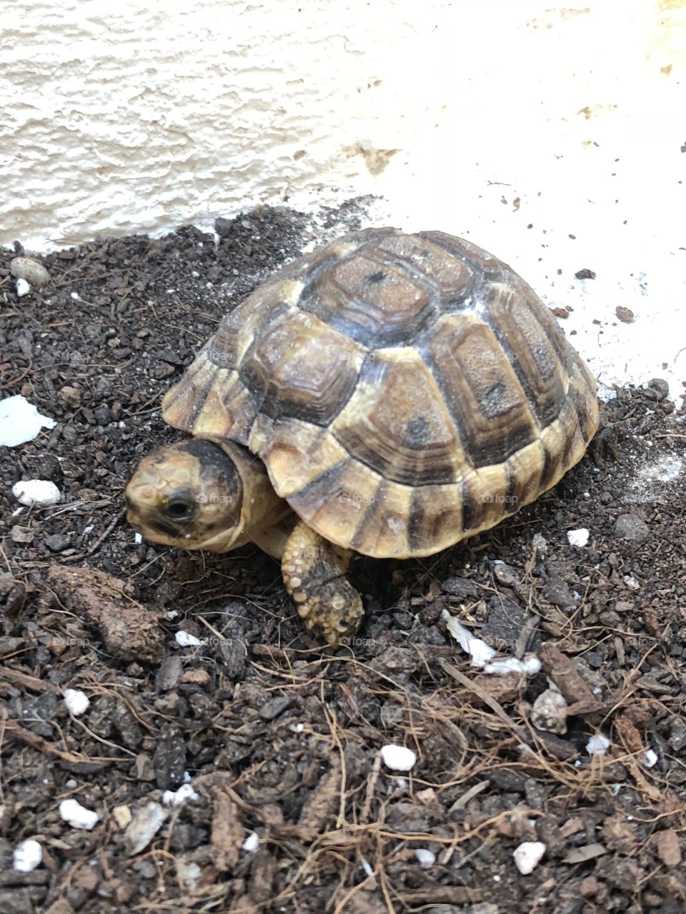 Tortuga  terrestre 🐢